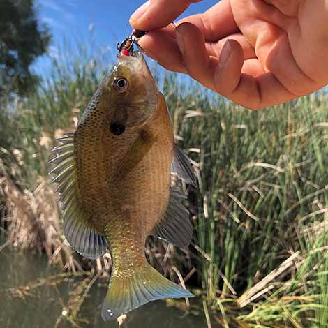 Fishing for 12 INCH BLUEGILL! 