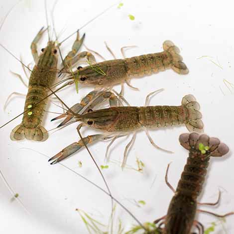 Crayfish in Backyard Ponds