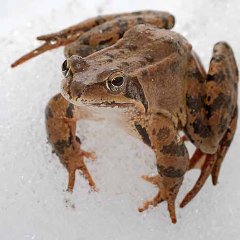 hibernating frog frozen