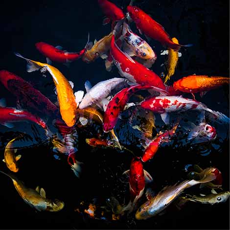 Identify Types of Koi Fish in Your Water Garden - The Pond Guy