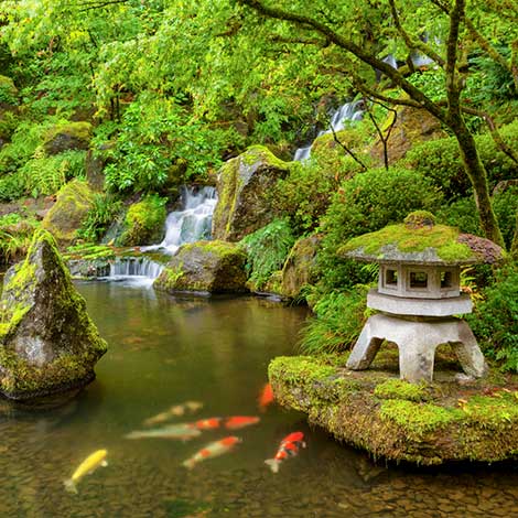 japanese koi garden