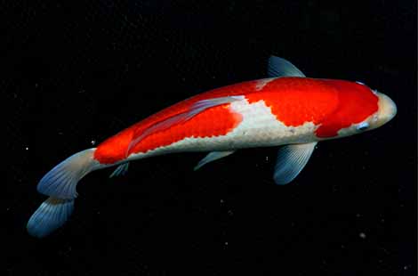 Kohaku Koi