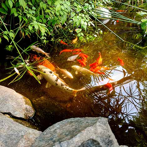 How to Encourage Koi Spawning - The Pond Guy