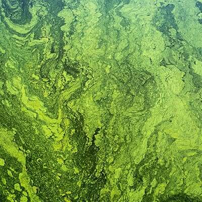 What you should know about toxic blue-green algae blooms