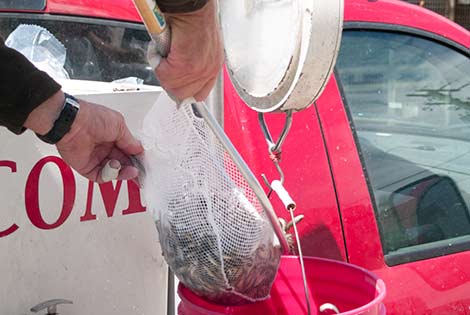 Weighing Fat Head Minnows for Stocking