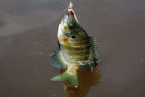 large backyard fishing ponds