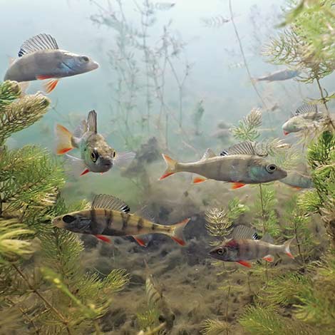 Adding Fathead Minnows To Your Pond