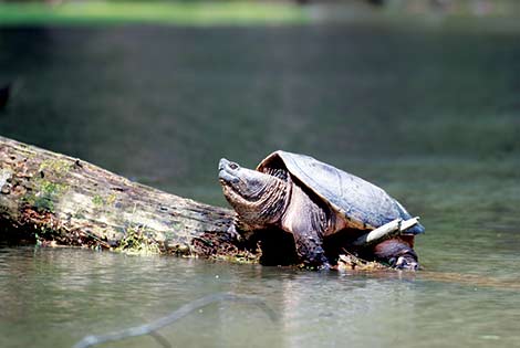 Snapping Turtle