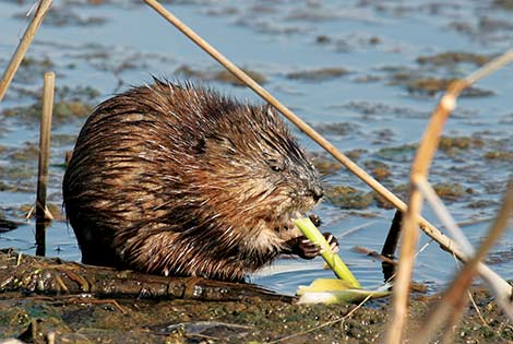 Muskrat