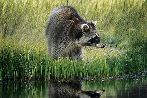 Raccoon