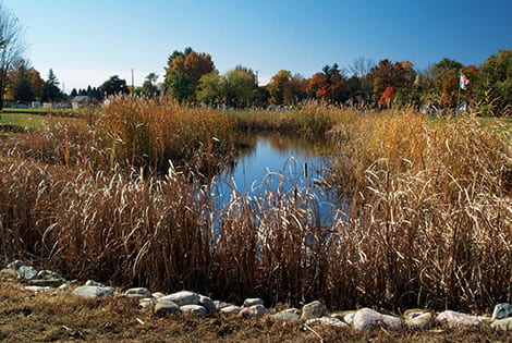 How to Kill Cattails in a Pond: Effective Strategies