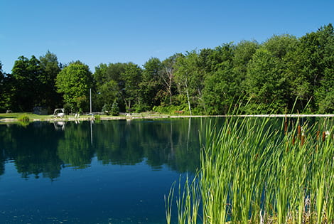 Cattails do have a place in a pond's ecosystem. Set boundaries so you can treat any unwanted growth quickly.