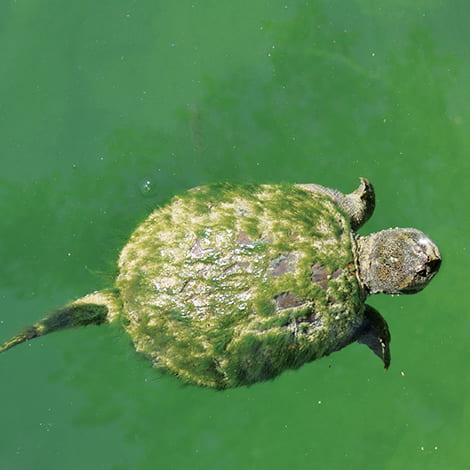 common snapping turtle in water