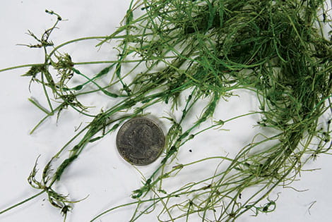 Take a Photo With the Pond Weed Spread on a White Surface With Coin Next to it