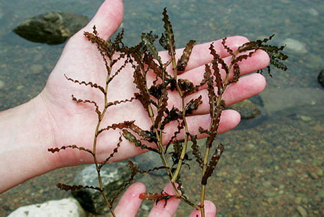 If you do not Have a White Surface, the Pond Weed Can be Spread out on Your Hand