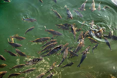 Feeding Pond Fish, Pond Fish Food