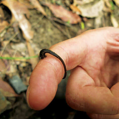 leeches in a pond