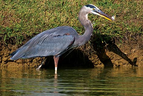 Predator Control - The Pond Guy