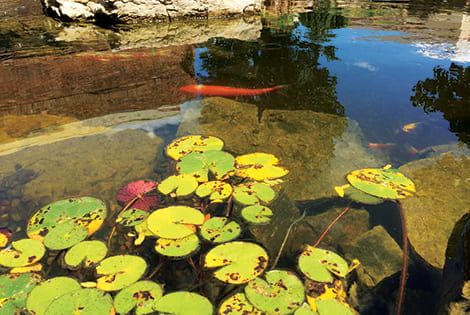 When leaves turn yellow or brown, it's time to  cut the leaves and remove them from the pond.