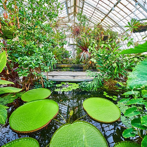 Tropical Pond Plants
