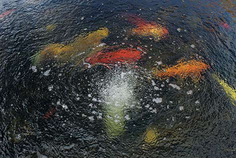 Koi Swimming in KoiAir Diffuser Bubbles