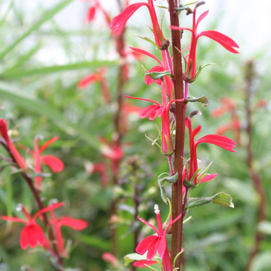 4 Cardinal Flower Lobelia cardinalis Koi Pond Bog Marsh Water garden ~Winter Hardy Perennial ~Bare-root