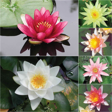 Premium Grower's Choice | Water Lily For Sale | The Pond Guy