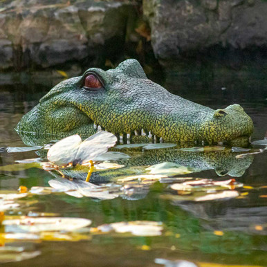 2x Realistic Alligator Head Decoy Pond Float Garden Head Floating Pond 