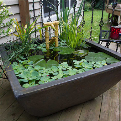 Fish for container water gardens - Container Water Gardens