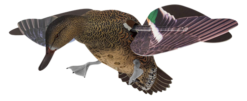 Avian-X PowerFlight Hen Green-Winged Teal Decoy