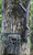 Browning Trail Cameras Long Range Cellular Antenna with 10-Foot Cable