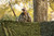 Red Rock Gear Hunting Series Camo Netting 8x10 Woodland