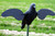 Mojo Outdoors Crow Motion Decoy