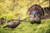 Flextone Thunder Creeper Full Strut Turkey Decoy - Image 2