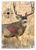 Birchwood Casey Pregame Mule Deer Target 16.5x24 3PK