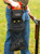 Peregrine Outdoors Wild Hare Trap Shooter's Combo Black