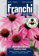 Rudbeckia Purple red Rudbeckia Purple red