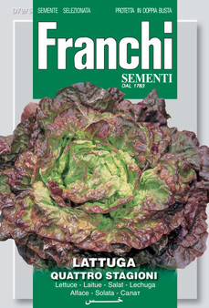 Lettuce Quattro Stagioni/Merveille De Quattre Saisons