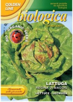 Organic Lettuce Regina Di Maggio Mayqueen  *Short Date* Discounted