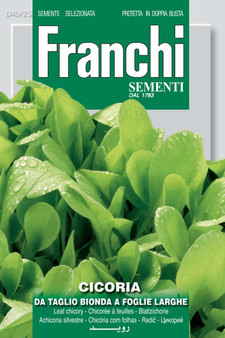 Chicory Bionda Da Taglio Foglia Larga