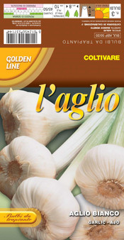 White Garlic bianco veneto (A) Allium Sativum L.