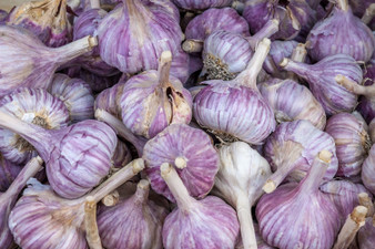 "Pre-order Seasonal Bulbs Only" French Red Garlic (A) Allium Sativum L.