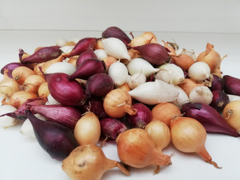 Tris of Onions - Red, Gold & White 500g (A) Allium cepa L.