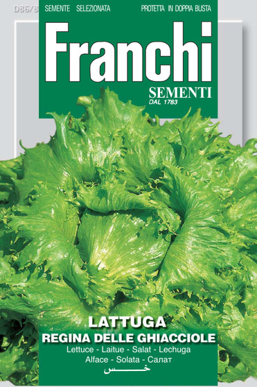 Iceberg Lettuce Regina dei ghiacci/Reine De Glace