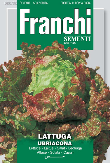 Lettuce Ubriacona