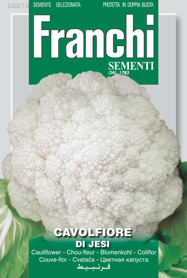 Cauliflower Of Jesi