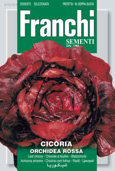 Radicchio Orchidea Rossa