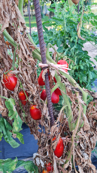 Drought Tolerant Vegetables bundle