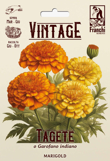 PRE-ORDER Vintage 1928 Tagete or African Marigold