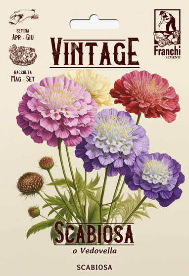 PRE-ORDER Vintage 1928 Scabiosa, Pin cushion or Morning Bride